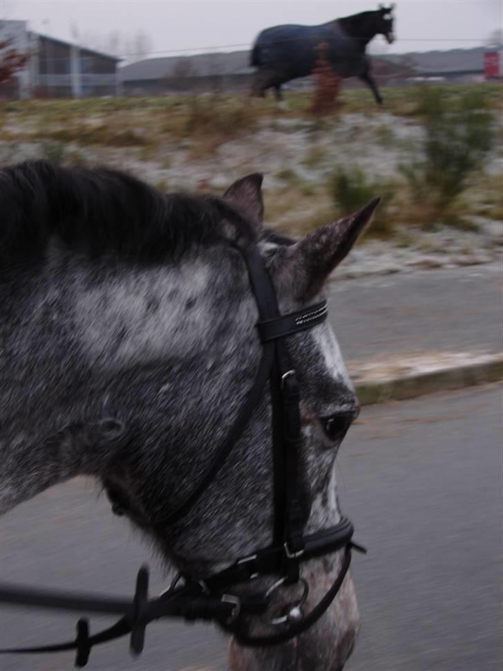 Julie og Nikoline billede 46