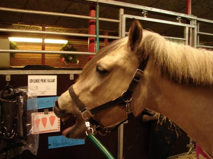 Julie og Nikoline billede 62