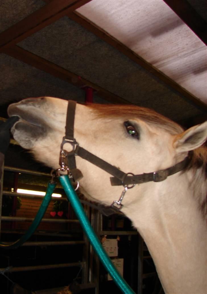 Julie og Nikoline billede 67