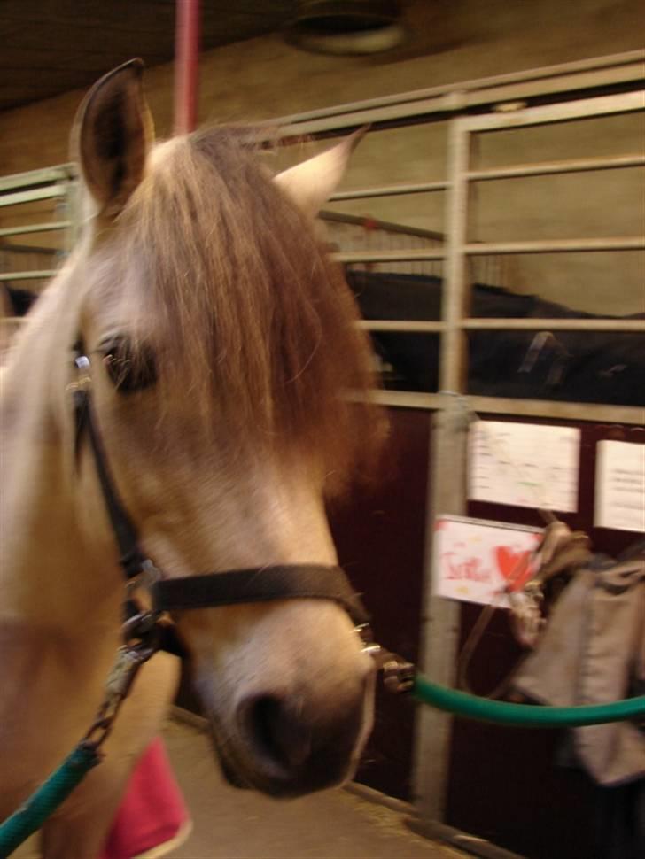 Julie og Nikoline billede 71