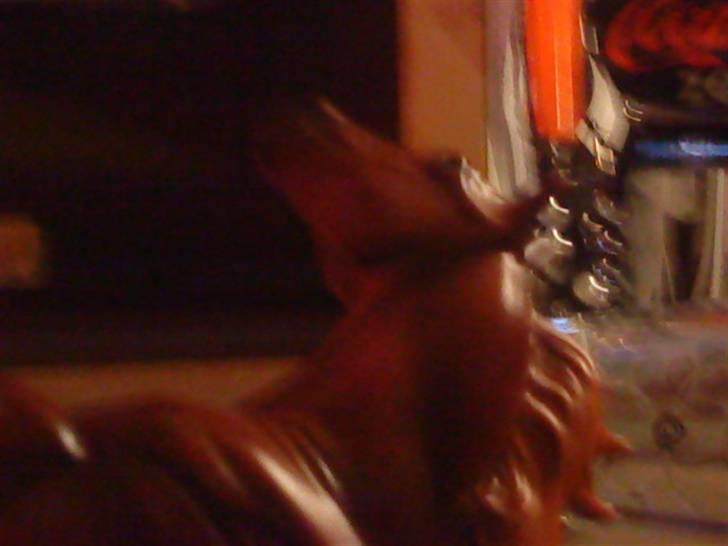 Min plastik hest billede 13