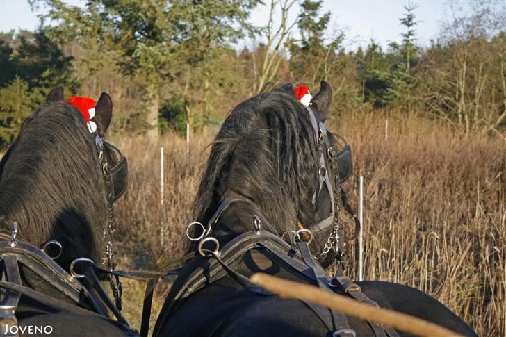 Herros og Wander som tospand :oD - Juletur med Helle og Chris og Svend og Gitte + diverse unger :o)
13/12 2009 billede 13