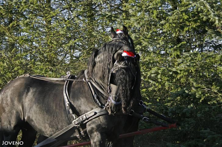 Herros og Wander som tospand :oD - Juletur med Helle og Chris og Svend og Gitte + diverse unger :o)
13/12 2009 billede 17