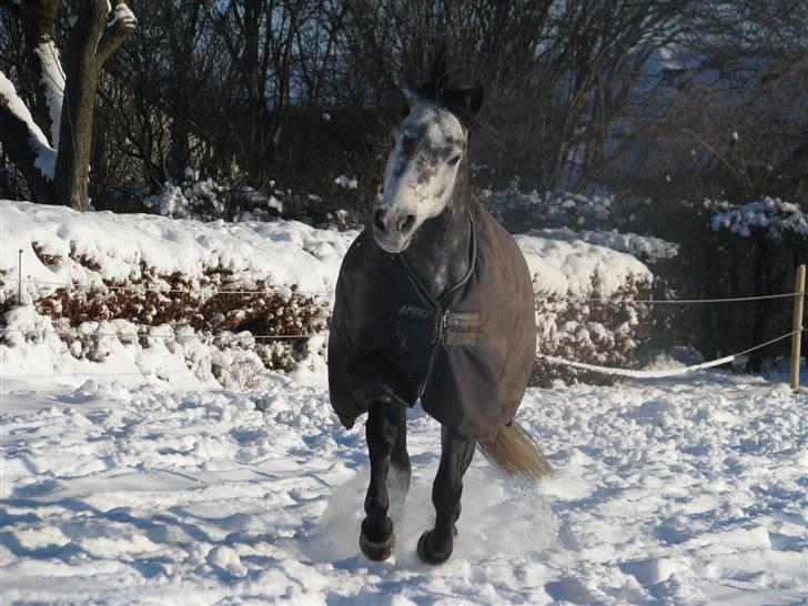 SNE ! Ice Cube & Wonder Step billede 5