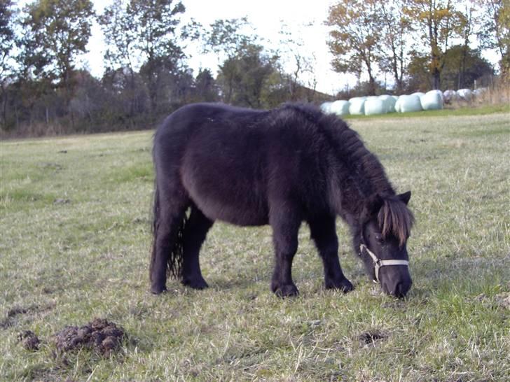 Mine små heste - Schack´s Dark Lady billede 1