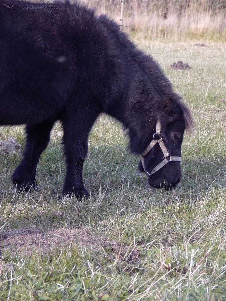 Mine små heste - Schack´s Dark Lady billede 3