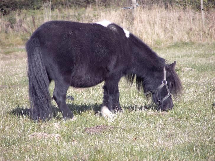 Mine små heste - Egehøj´s Piece Of Cake billede 4