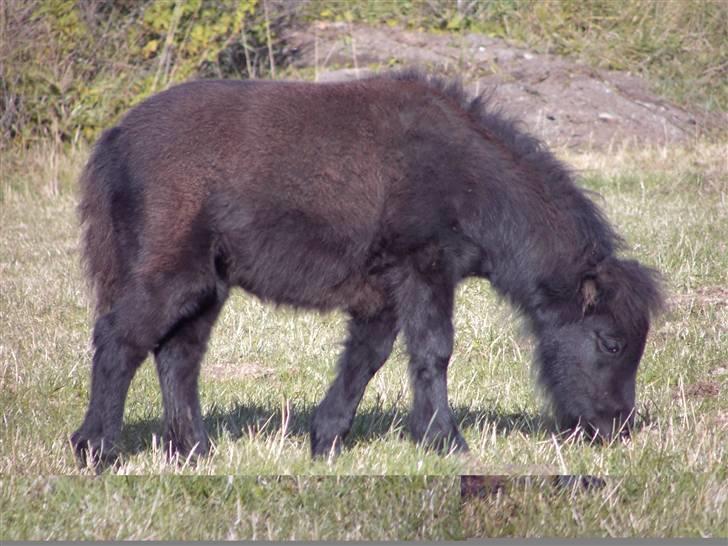 Mine små heste - Schack`s After Eight billede 5