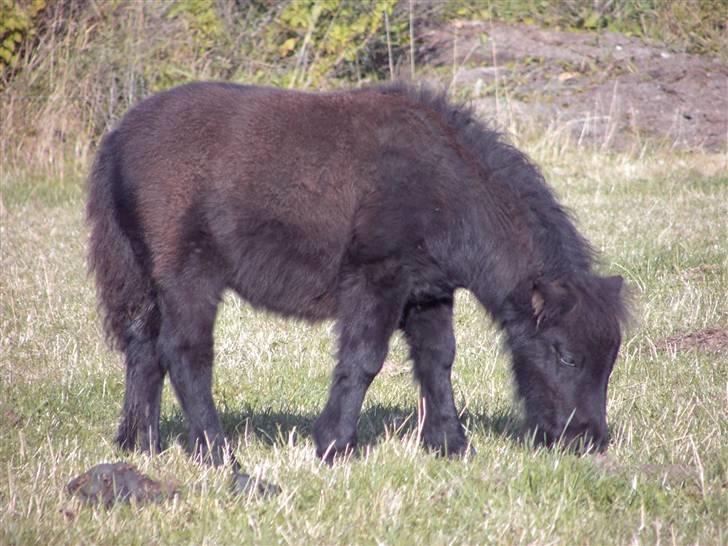 Mine små heste - Schack`s After Eight billede 6