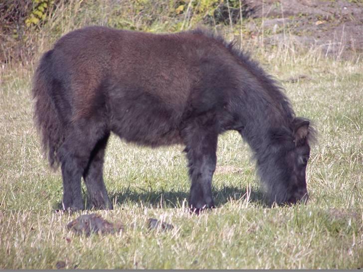 Mine små heste - Schack`s After Eight billede 7