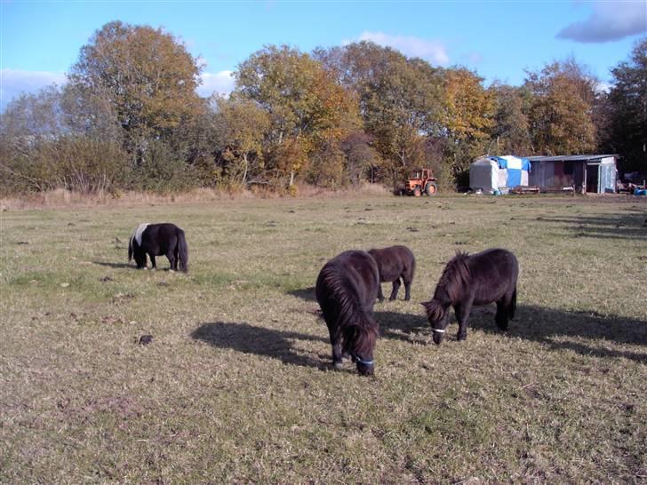 Mine små heste billede 8