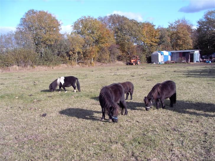 Mine små heste billede 9