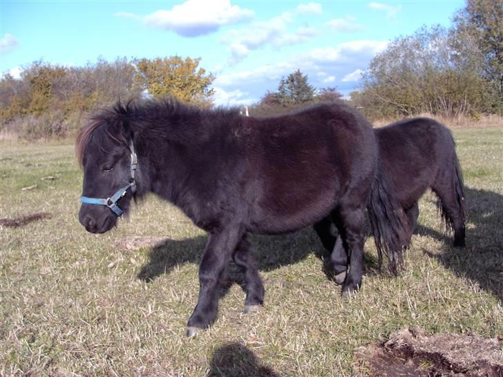 Mine små heste - Egehøj´s After Dark billede 10
