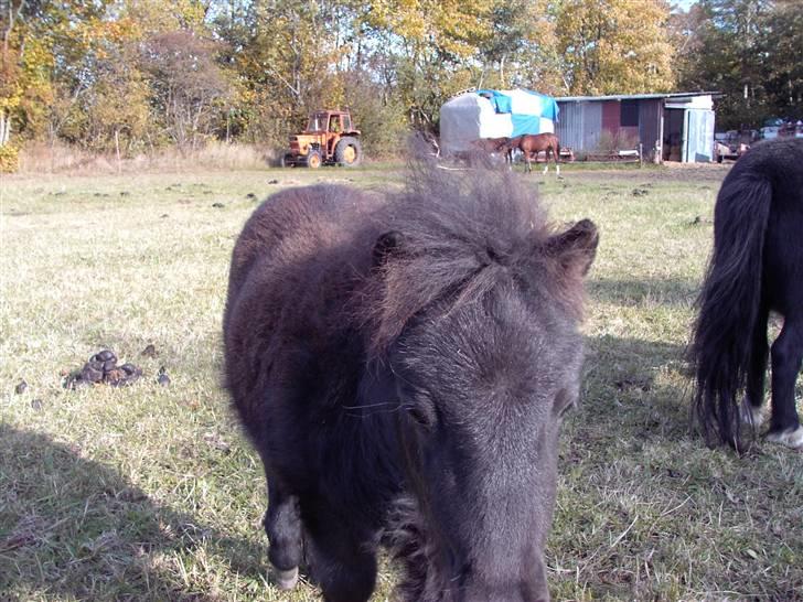 Mine små heste - Schack`s After Eight billede 11