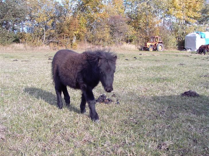 Mine små heste - Schack`s After Eight billede 12