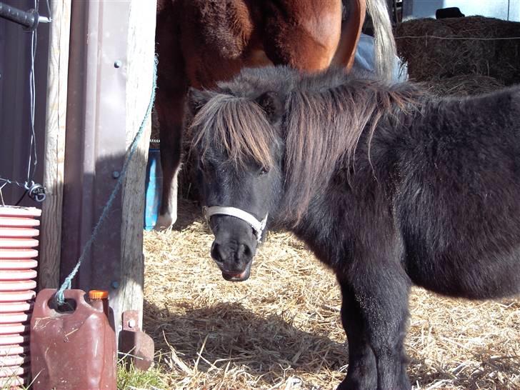 Mine små heste - Schack´s Dark Lady billede 13