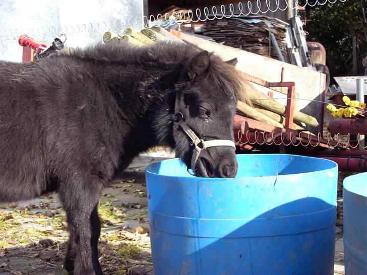 Mine små heste - Schack`s After Eight billede 14