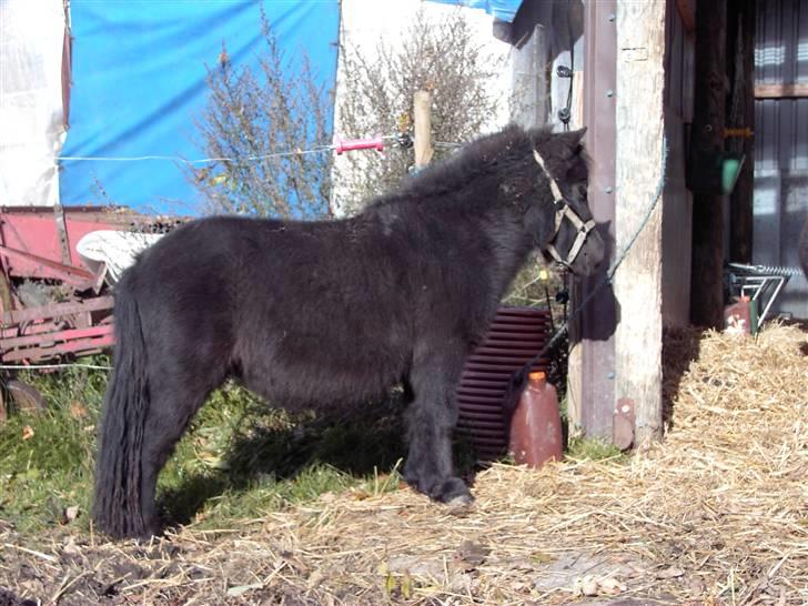 Mine små heste - Schack´s Dark Lady billede 15