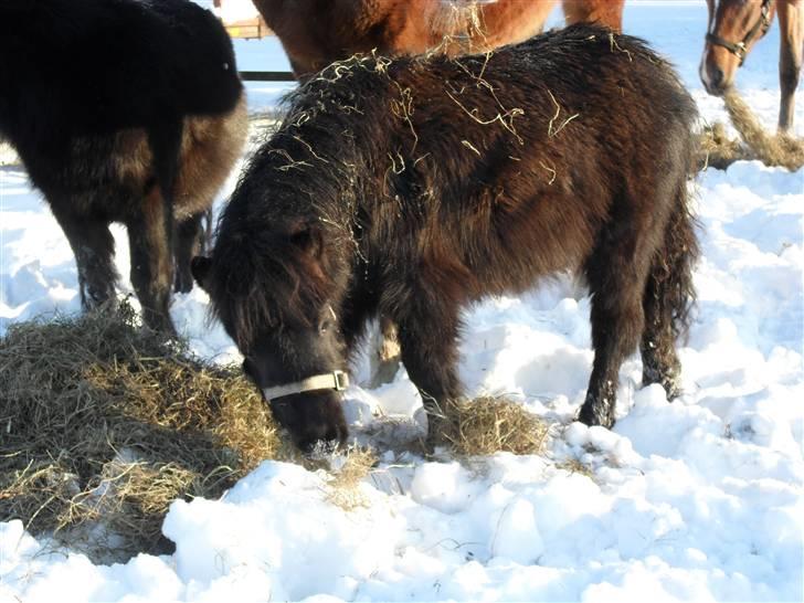 Mine små heste - Schack`s After Eight billede 17