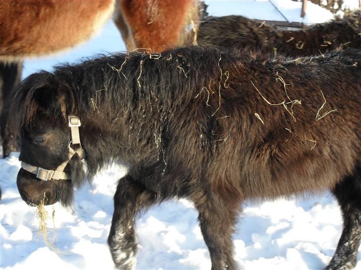 Mine små heste - Schack`s After Eight billede 18