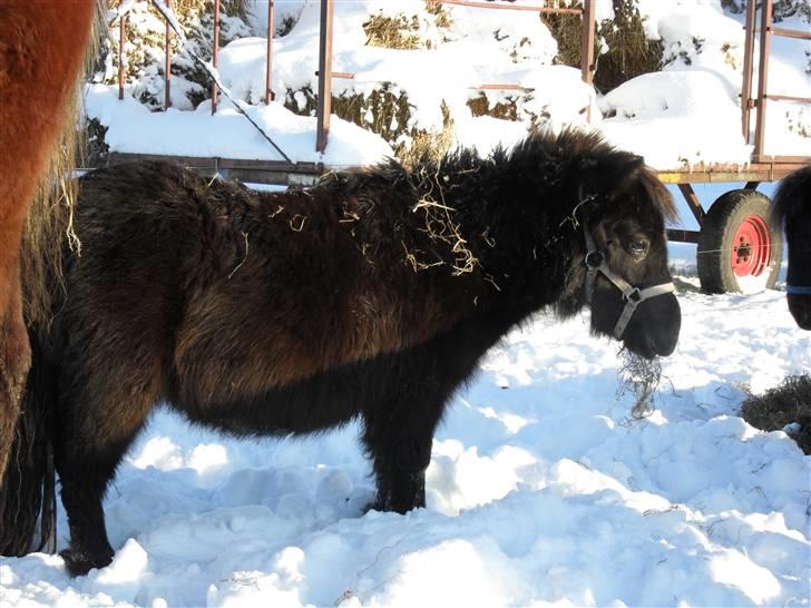 Mine små heste - Schack´s Dark Lady billede 19