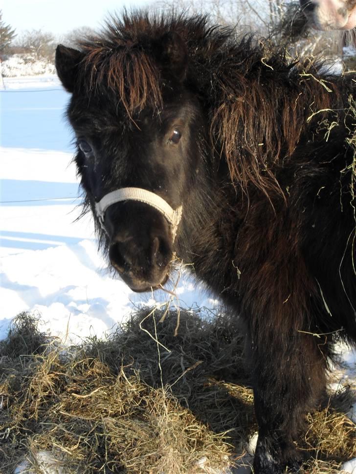 Mine små heste - Schack´s Dark Lady billede 20