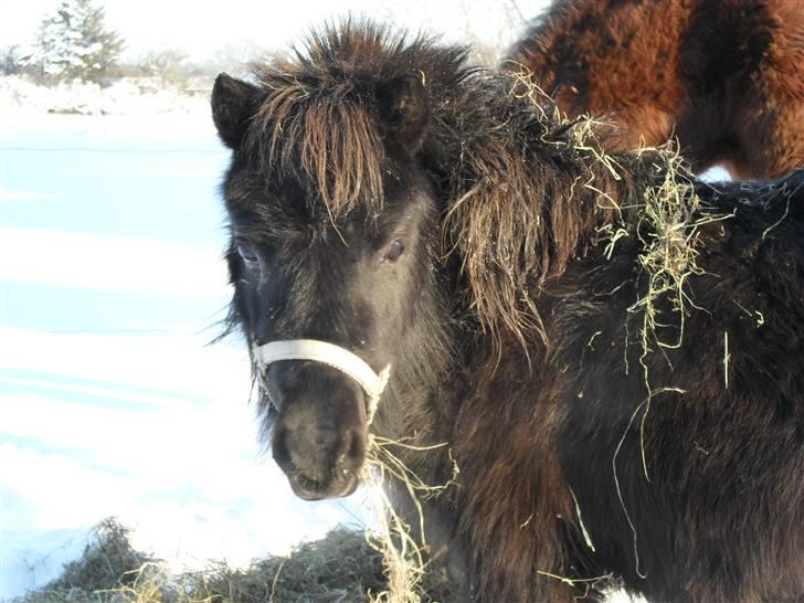 Mine små heste - Schack´s Dark Lady billede 21