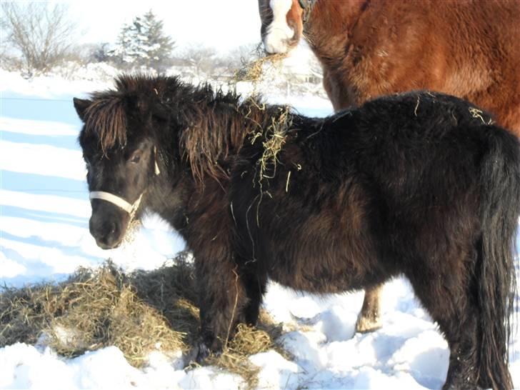 Mine små heste - Schack´s Dark Lady billede 22