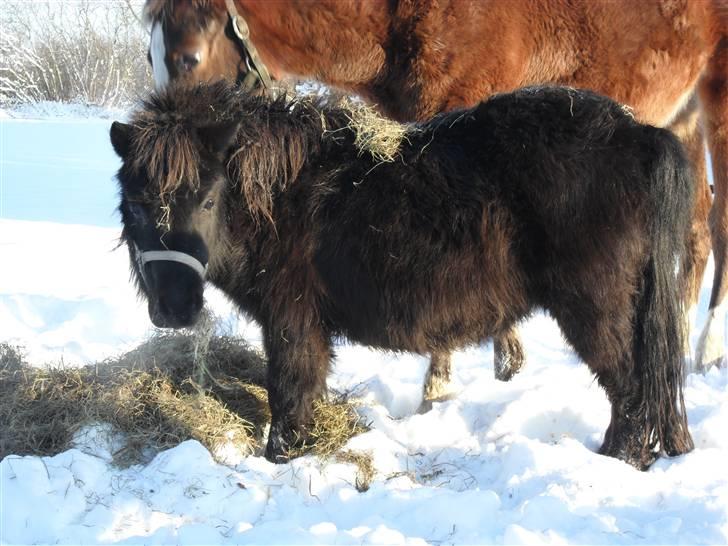 Mine små heste - Egehøj´s After Dark billede 23