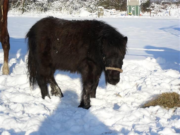 Mine små heste - Schack`s After Eight billede 24