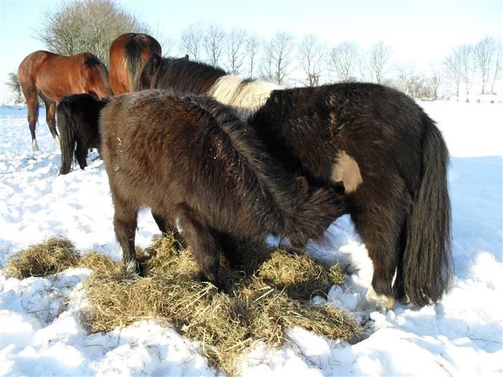 Mine små heste - Egehøj´s Piece Of Cake og hendes føl fra 2009 Schack`s After Eight billede 25
