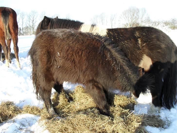 Mine små heste - Egehøj´s Piece Of Cake og Schack´s after eight billede 26