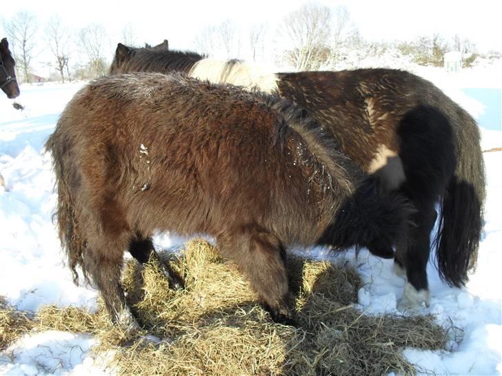 Mine små heste - Egehøj´s Piece Of Cake og hendes føl fra 2009 Schack´s After Eight billede 27