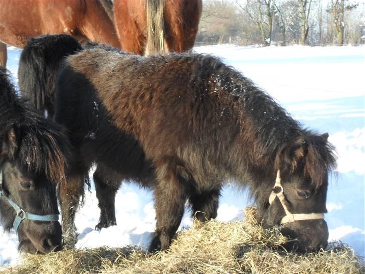 Mine små heste - Schack´s After Eight billede 28