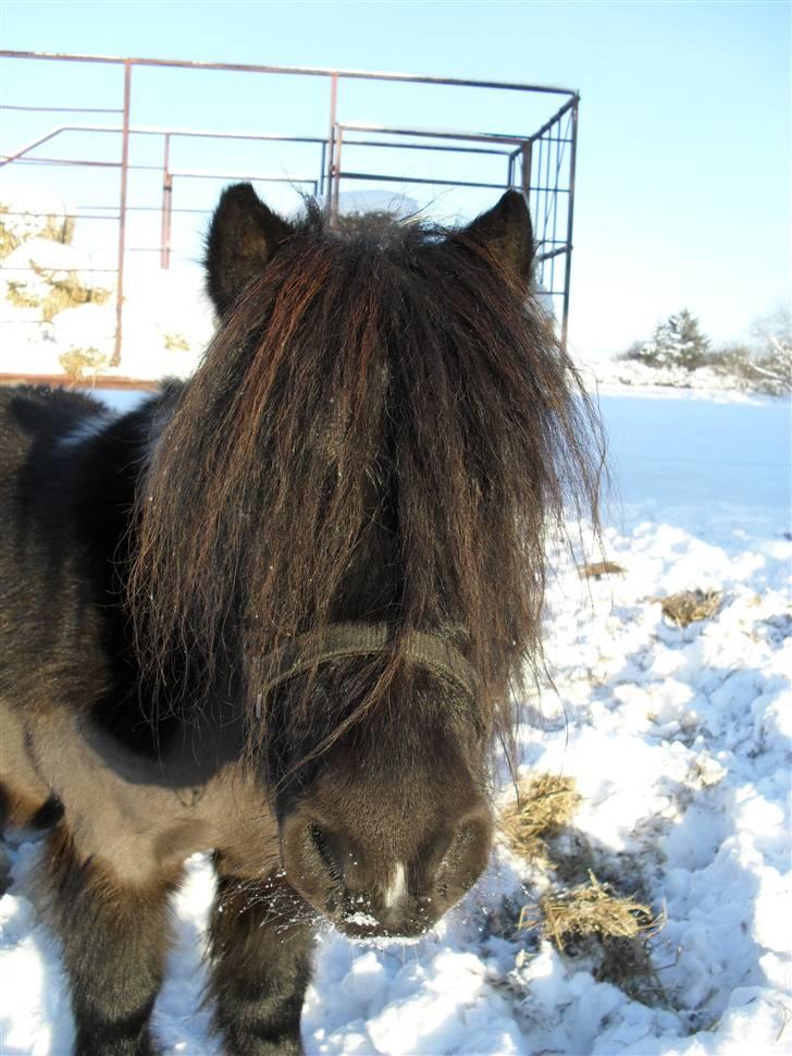 Mine små heste - Egehøj´s Piece Of Cake billede 29