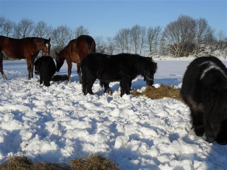 Mine små heste billede 30