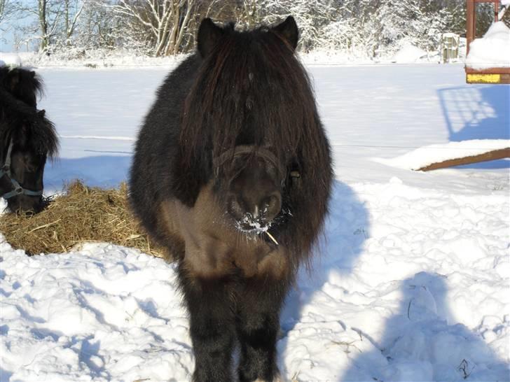 Mine små heste - Egehøj´s Piece Of Cake billede 31