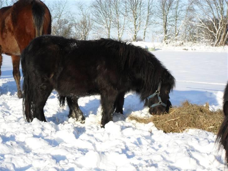 Mine små heste - Egehøj´s After Dark billede 32