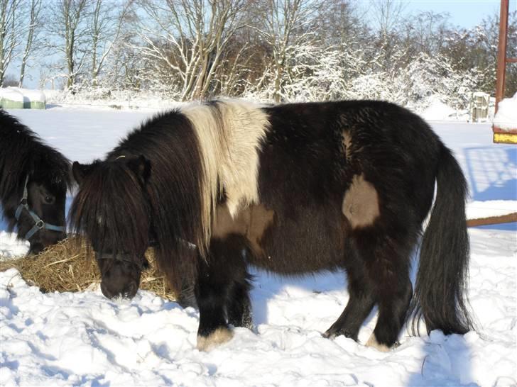 Mine små heste - Egehøj´s Piece Of Cake billede 33