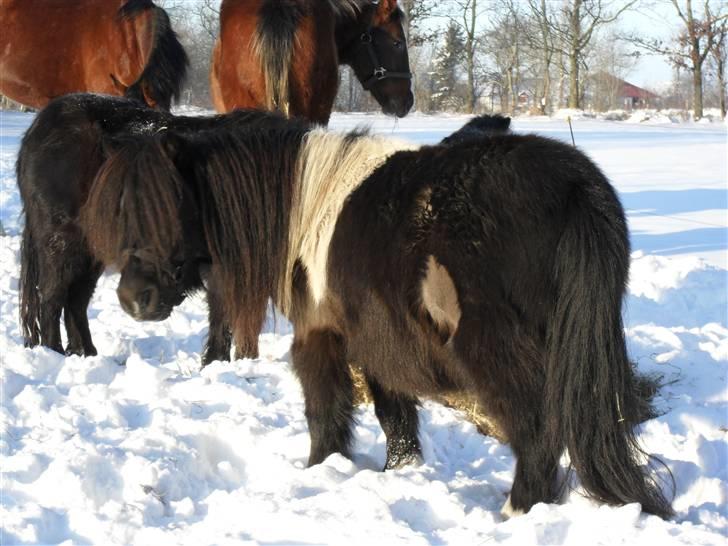 Mine små heste - Egehøj´s Piece Of Cake billede 34