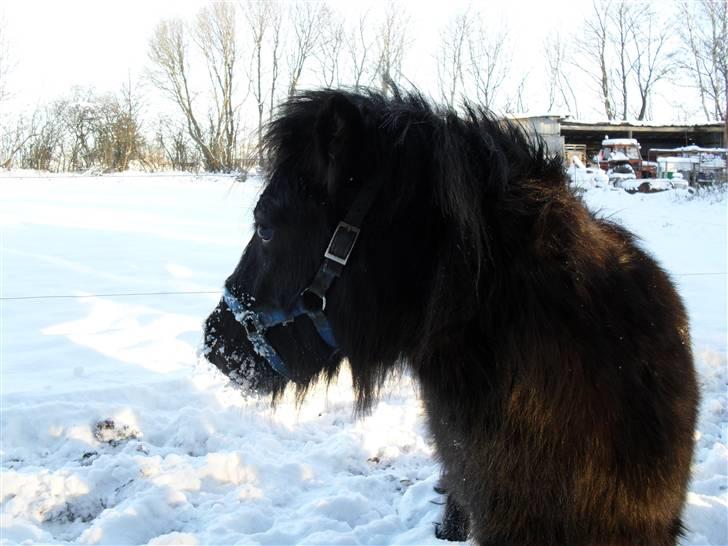 Mine små heste - Egehøj´s After Dark billede 35