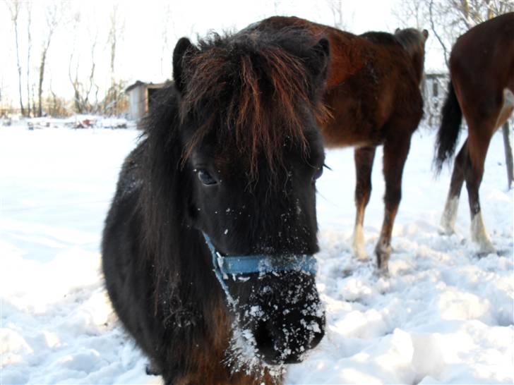 Mine små heste - Egehøj´s After Dark billede 36