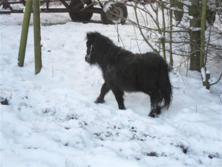 Mine små heste - Schack`s After Eight billede 37