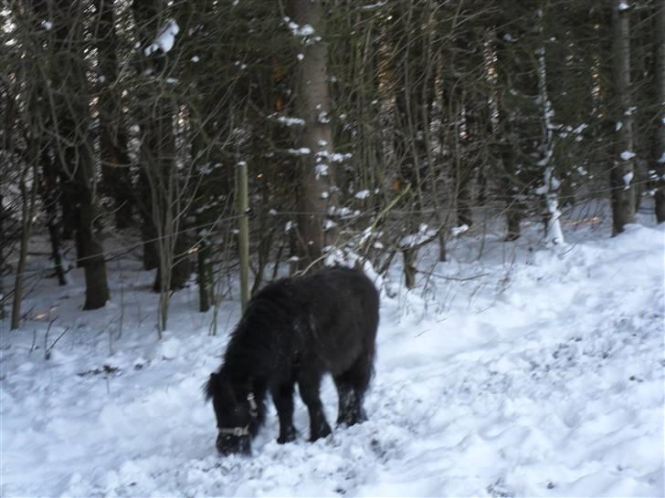 Mine små heste - Schack`s After Eight billede 38