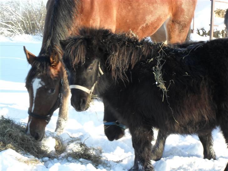 Mine små heste - Schack´s Dark Lady billede 39