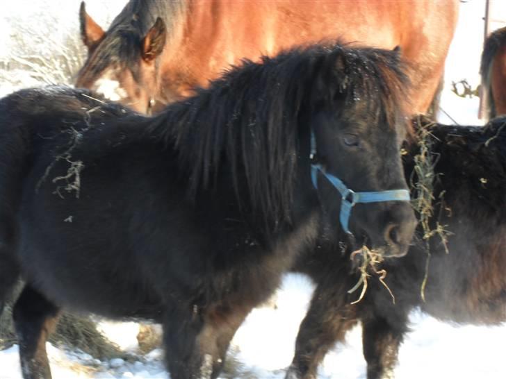Mine små heste - Egehøj´s After Dark billede 40