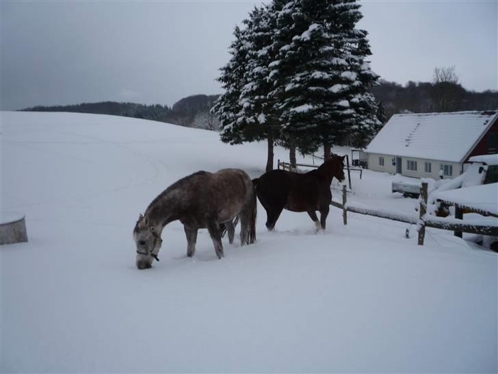 Daugård i sne 2009 - Fareed og Sam hygger i sneen :) billede 1