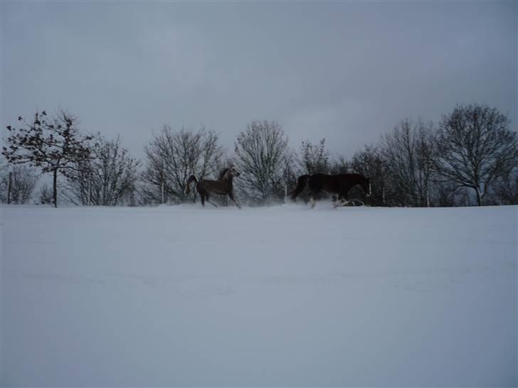 Daugård i sne 2009 - Sjov og ballade i sneen med Sam og Fareed billede 2