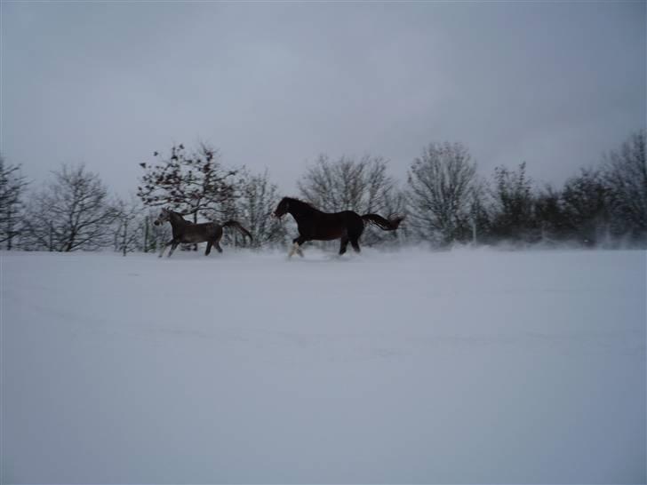 Daugård i sne 2009 - Fareed og Sam for fuld udblæsning. billede 3