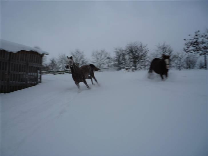 Daugård i sne 2009 - Yeeeeeeehaaaaaa! billede 4